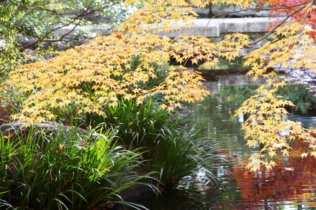 防府天満宮芳松庵の紅葉