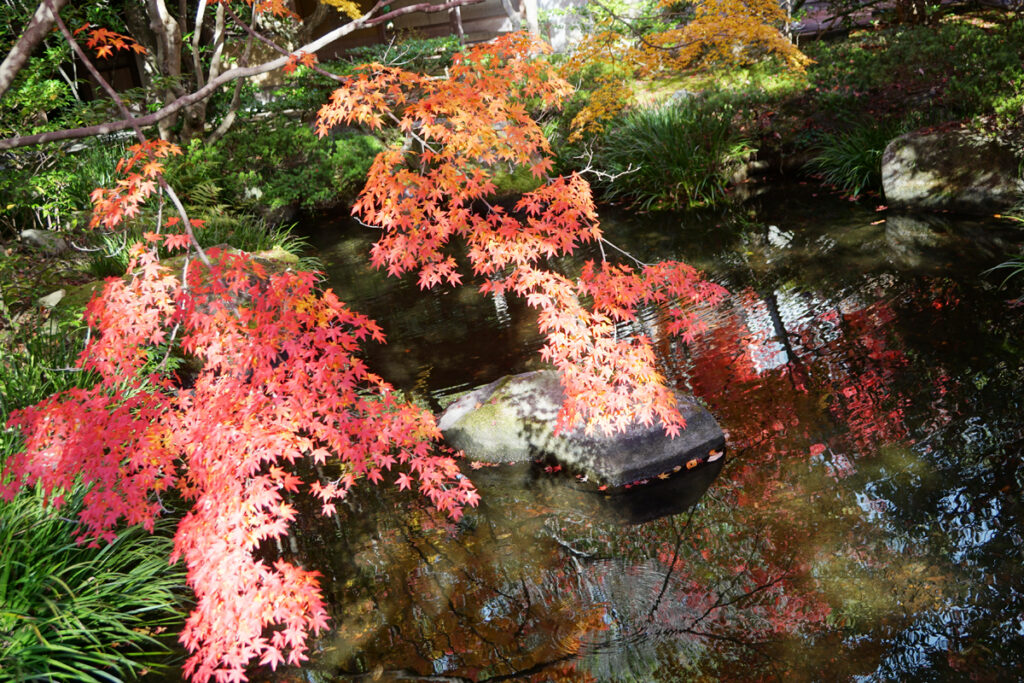 防府天満宮芳松庵の紅葉