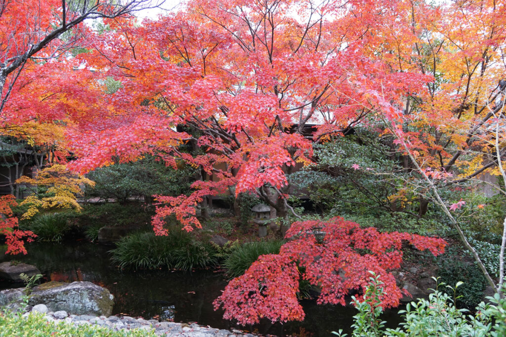 防府天満宮芳松庵の紅葉