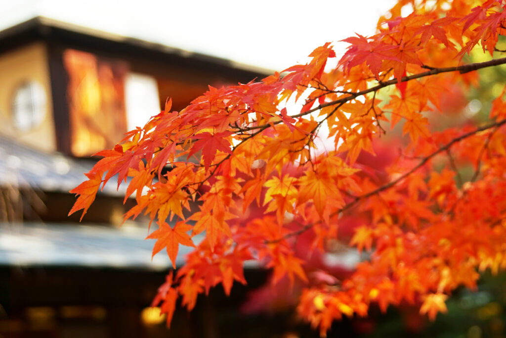 防府天満宮芳松庵の紅葉