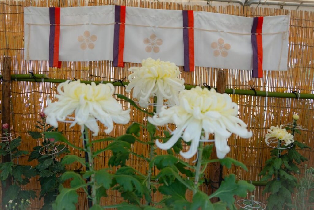 防府天満宮菊花展