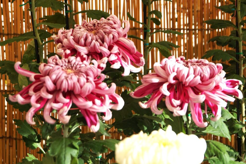 防府天満宮菊花展