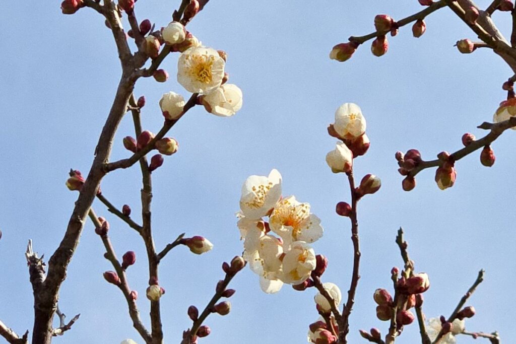 防府天満宮の梅