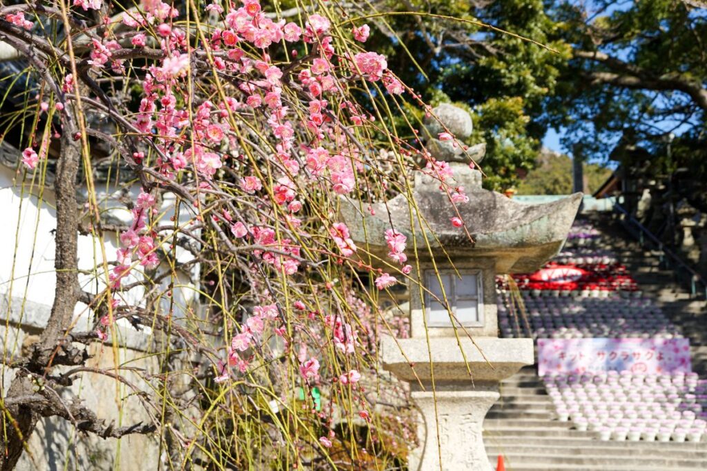 防府天満宮の梅の花