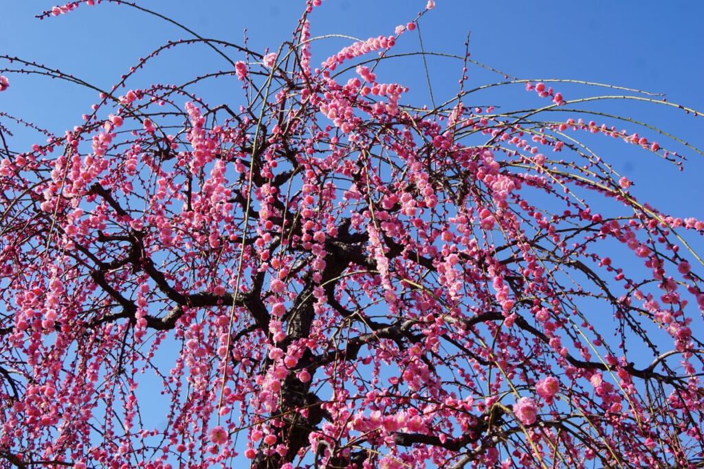 防府天満宮の梅の花