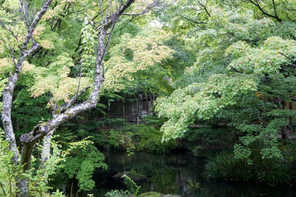 芳松庵の新緑