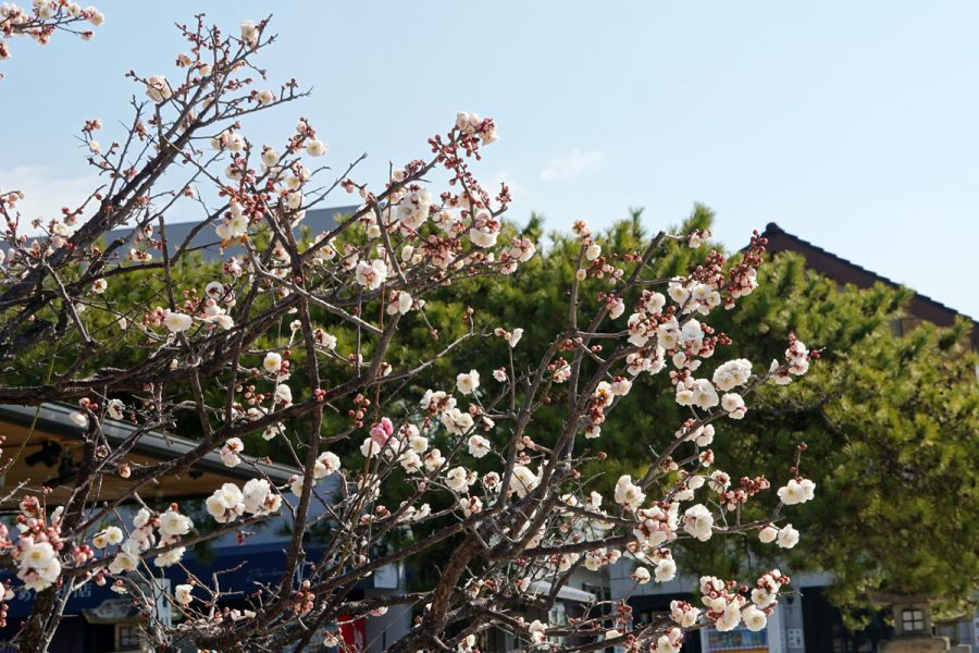 南テラスの梅