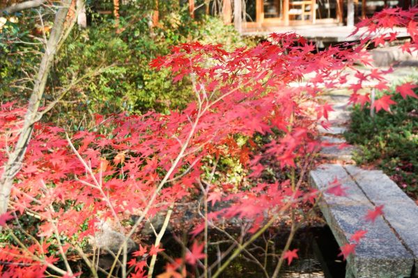 防府天満宮芳松庵の紅葉