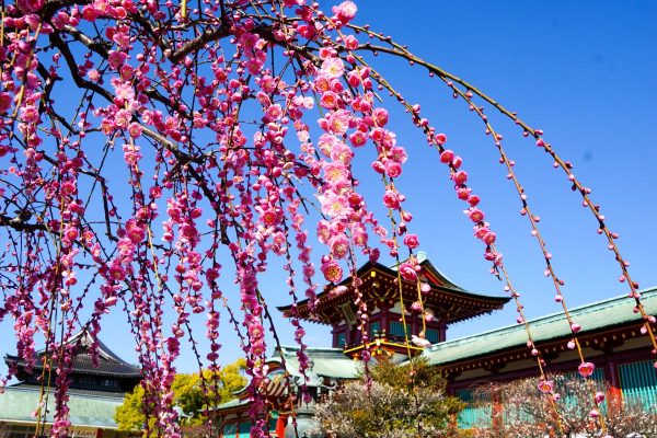 防府天満宮の梅の花