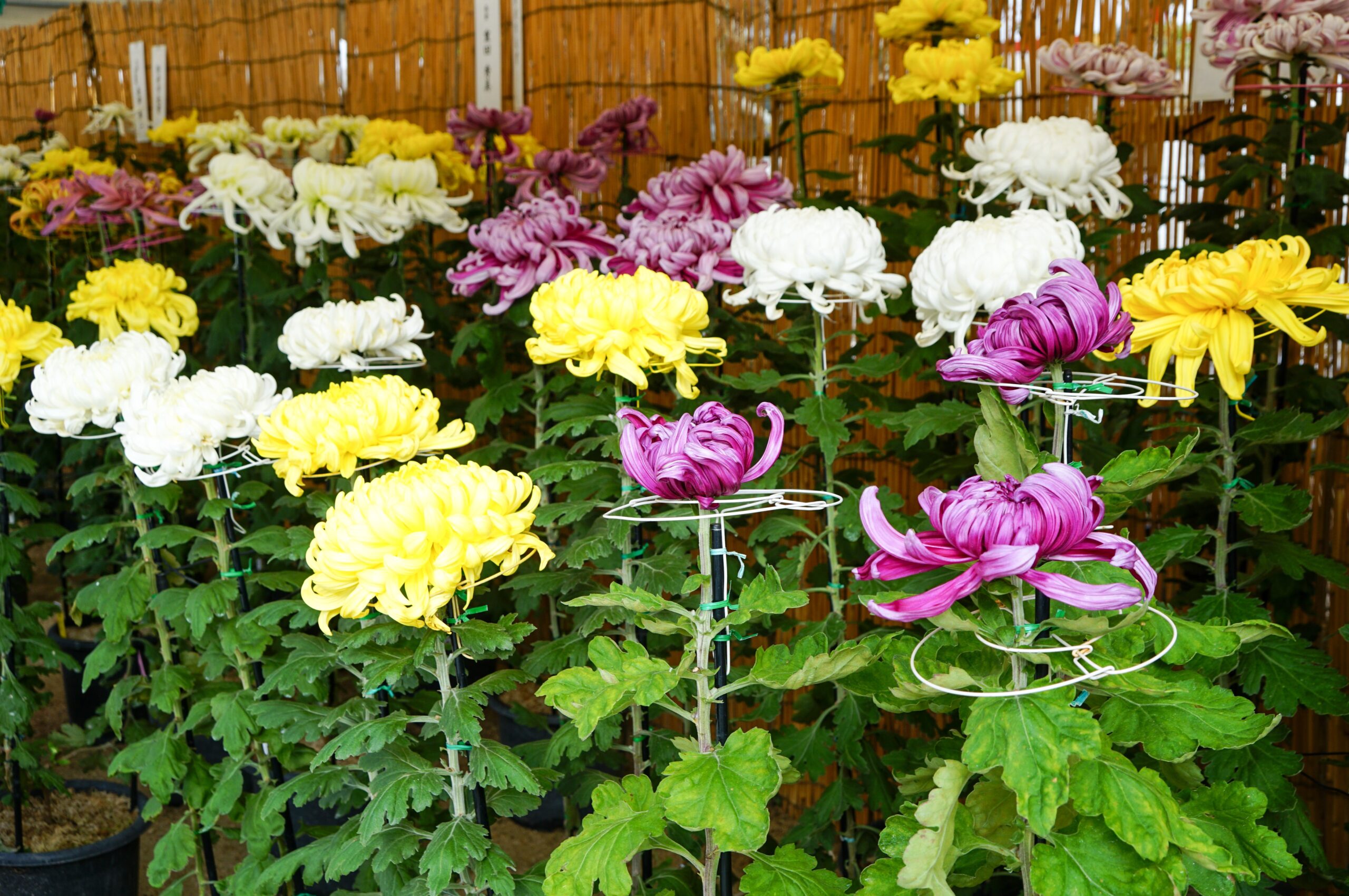 防府天満宮菊花展