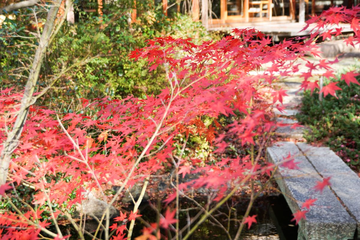 防府天満宮芳松庵の紅葉