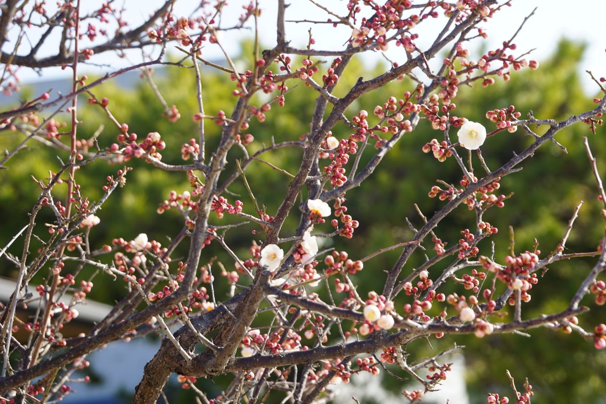 南テラスの梅