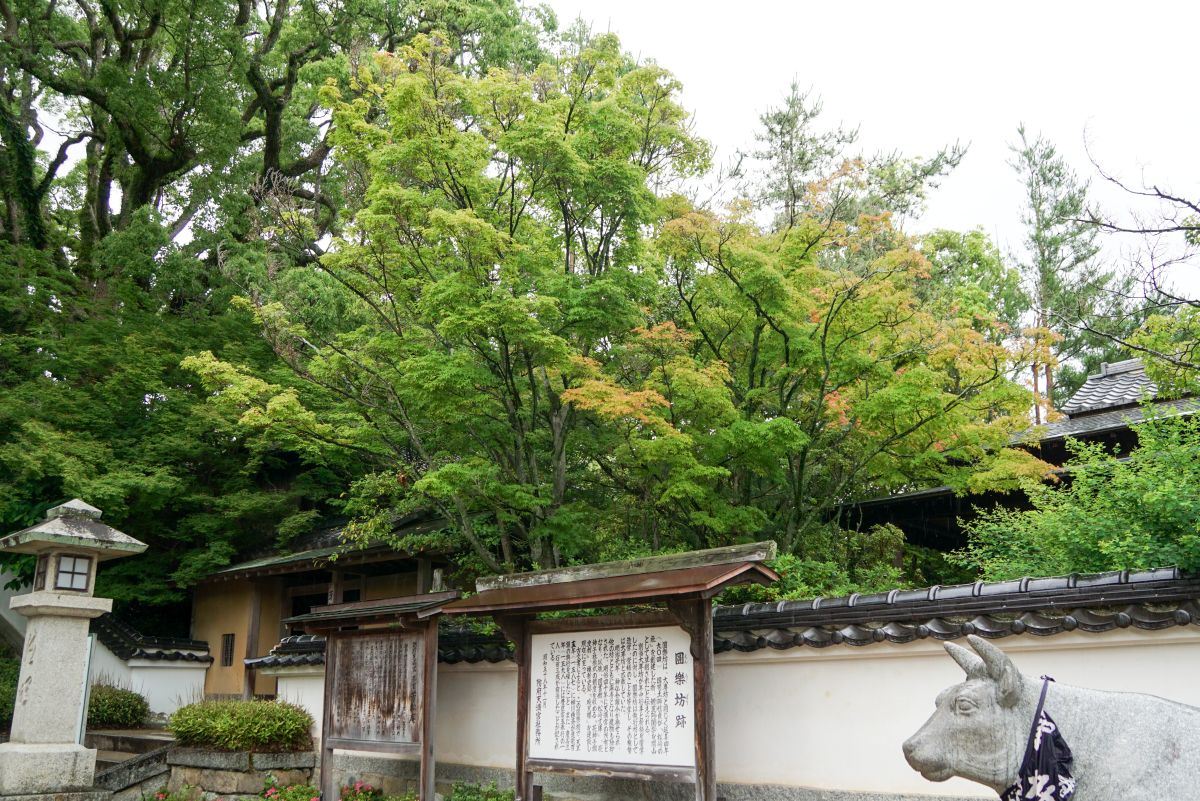 芳松庵の新緑